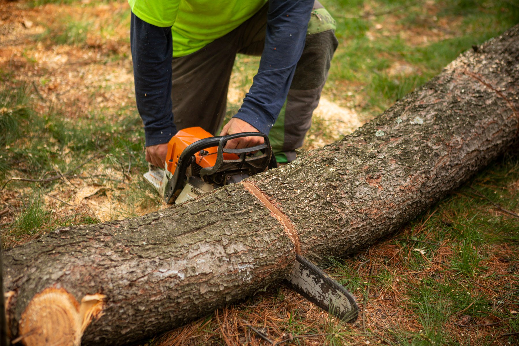 The Benefits of Tree Removal During Winter