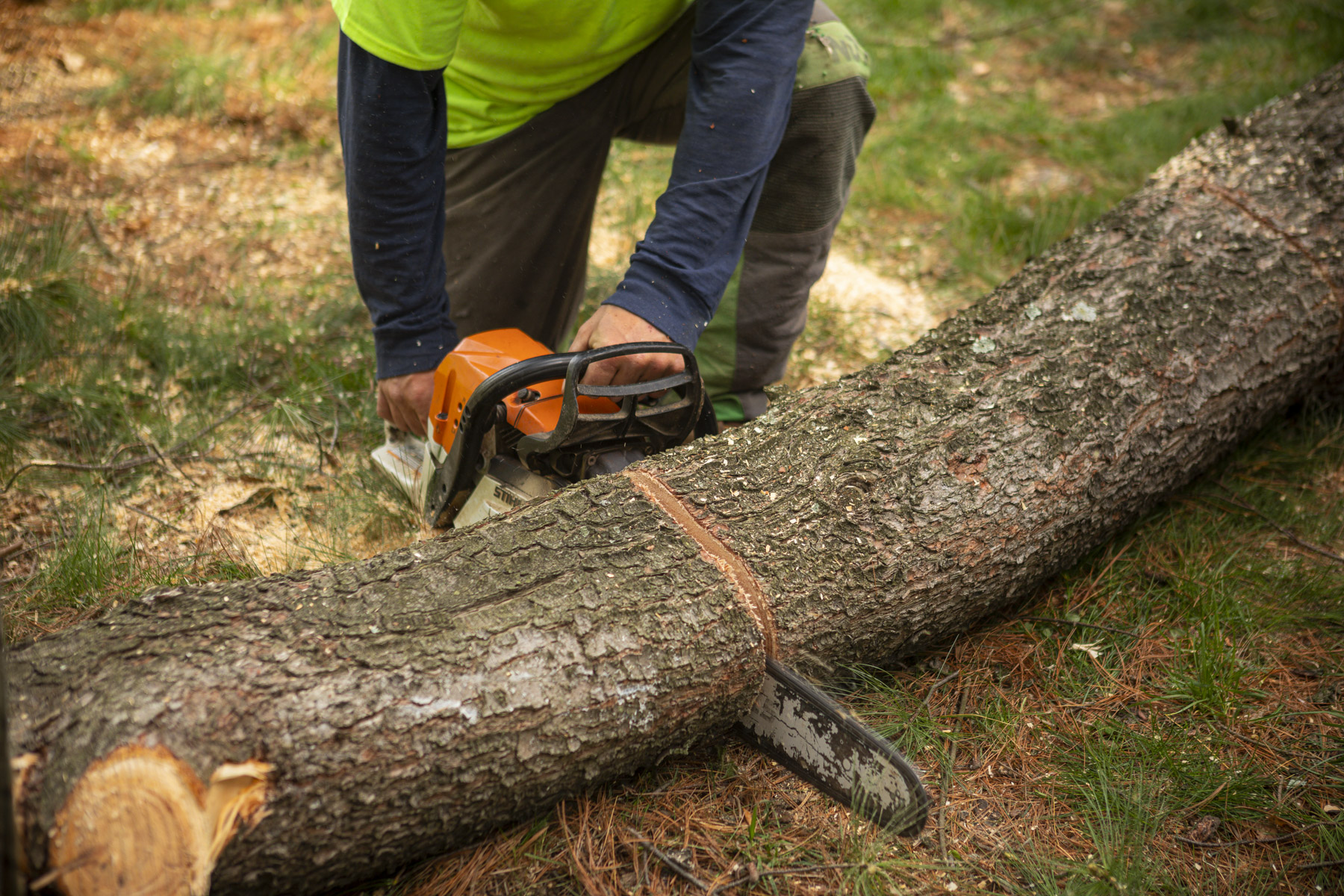 The Benefits of Tree Removal During Winter